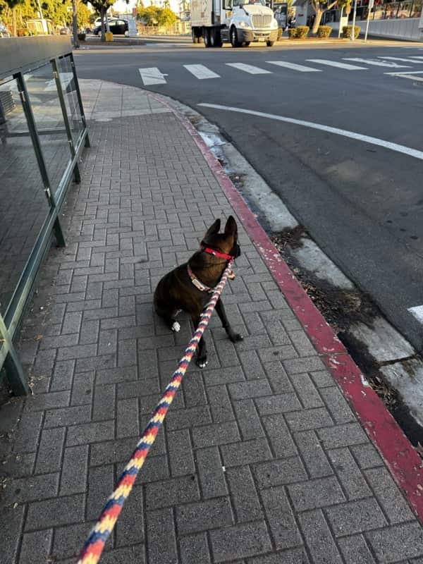 A picture of a black dog named Bowie sitting, taken on November 17 2024 at 7:12 am