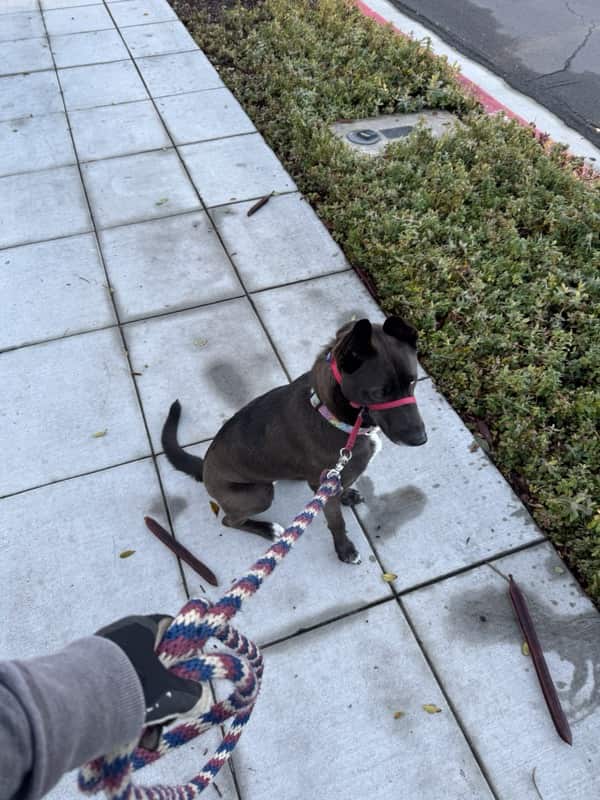 A picture of a black dog named Bowie sitting, taken on March 7 2025 at 6:49 am