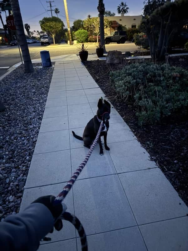 A picture of a black dog named Bowie sitting, taken on March 17 2025 at 6:29 am