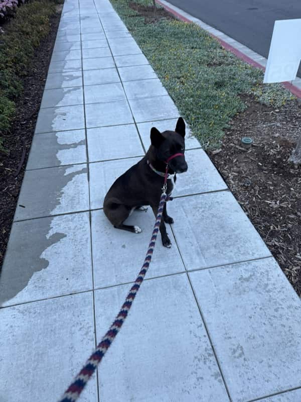 A picture of a black dog named Bowie sitting, taken on March 31 2025 at 6:41 am