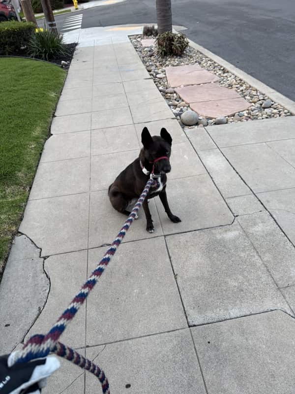 A picture of a black dog named Bowie sitting, taken on April 3 2025 at 6:38 am