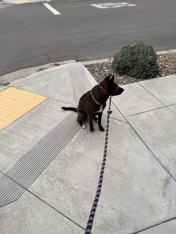 A picture of a black dog named Bowie sitting, taken on May 16 2025 at 6:44 am