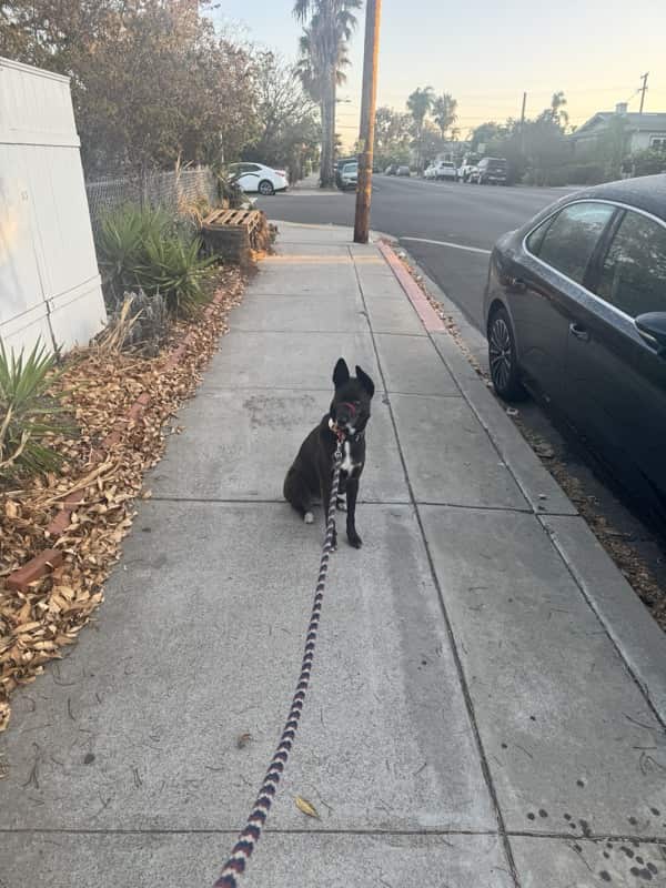 A picture of a black dog named Bowie sitting, taken on August 8 2026 at 6:37 am