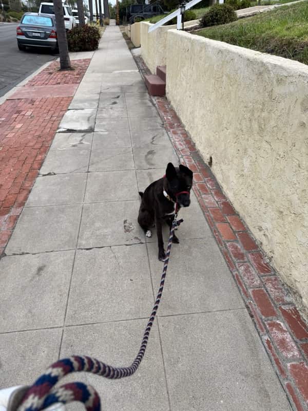 A picture of a black dog named Bowie sitting, taken on August 9 2026 at 6:41 am