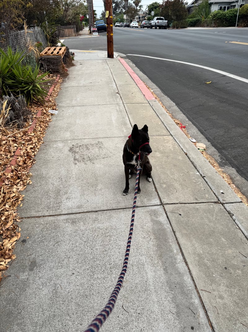 A picture of a black dog named Bowie sitting, taken on August 16 2026 at 6:42 am