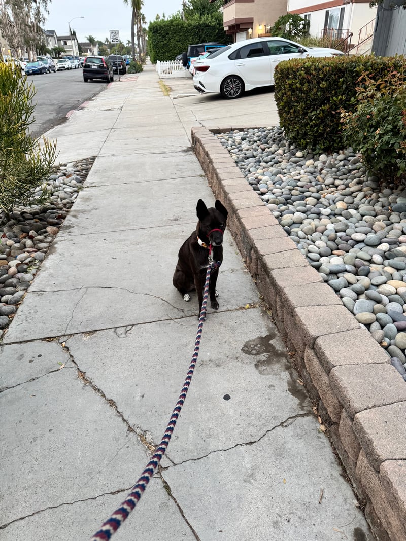 A picture of a black dog named Bowie sitting, taken on August 18 2026 at 6:20 am