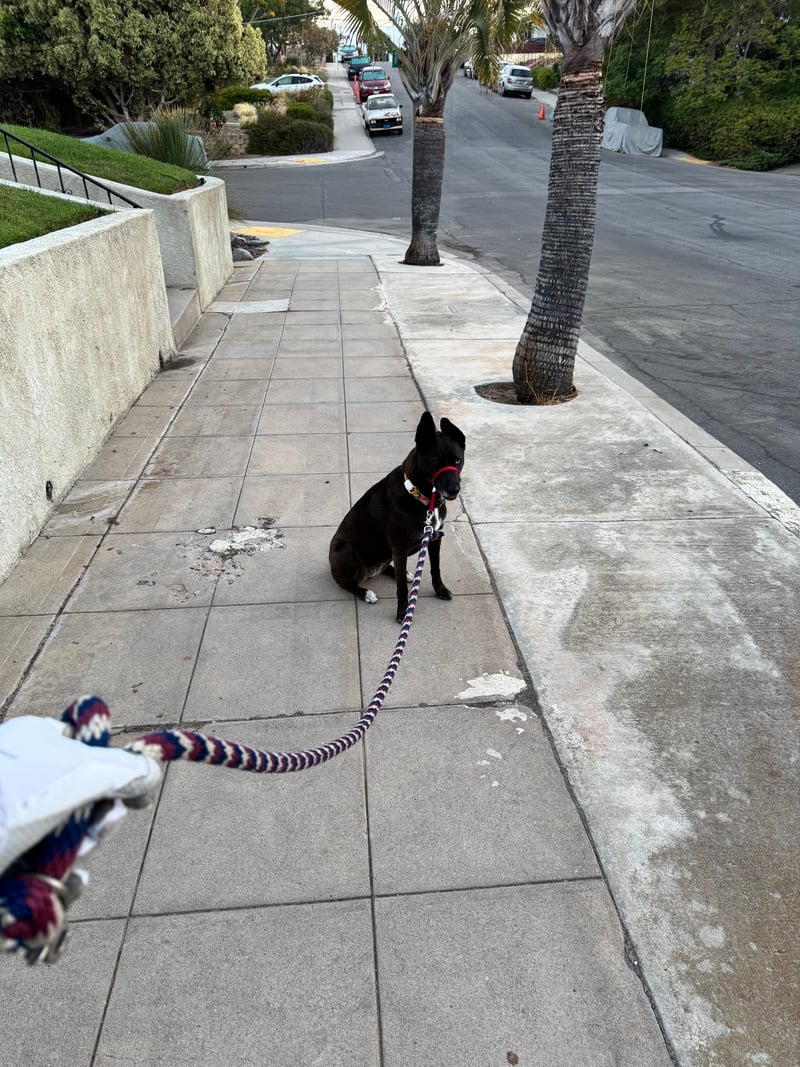 A picture of a black dog named Bowie sitting, taken on August 22 2026 at 6:23 am