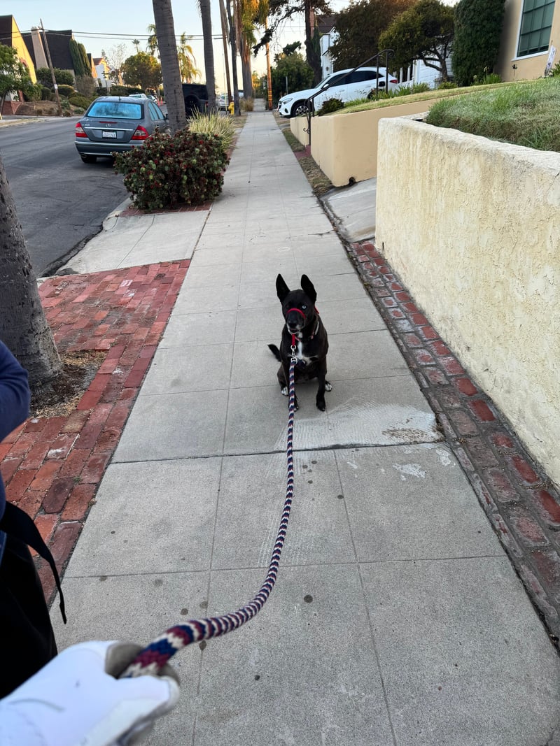 A picture of a black dog named Bowie sitting, taken on August 23 2026 at 6:38 am