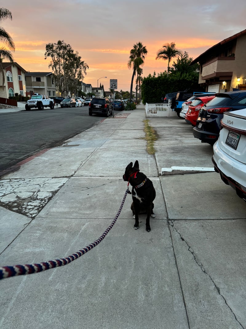 A picture of a black dog named Bowie sitting, taken on August 27 2026 at 6:20 am