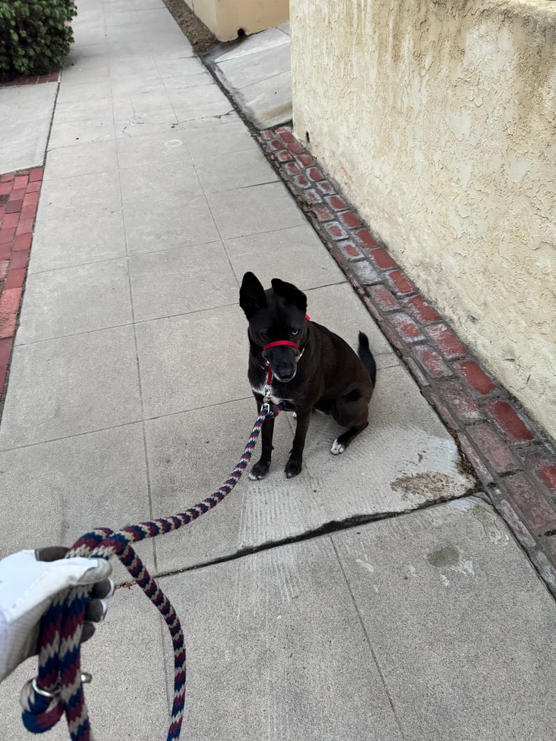 A picture of a black dog named Bowie sitting, taken on September 21 2026 at 6:29 am