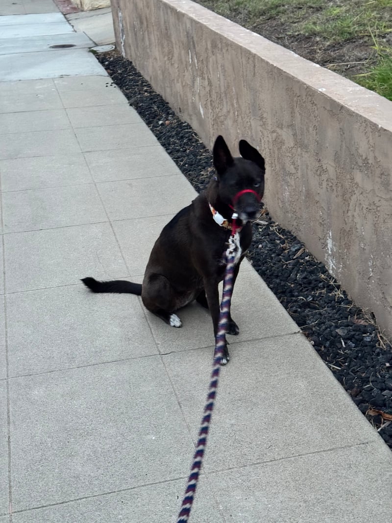 A picture of a black dog named Bowie sitting, taken on September 24 2026 at 6:28 am